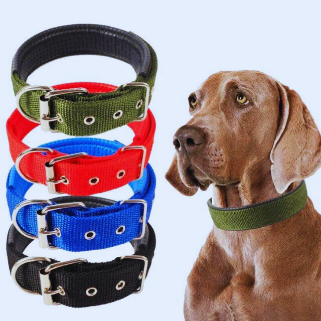 Collar para Perro