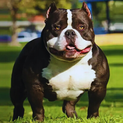 American Bully