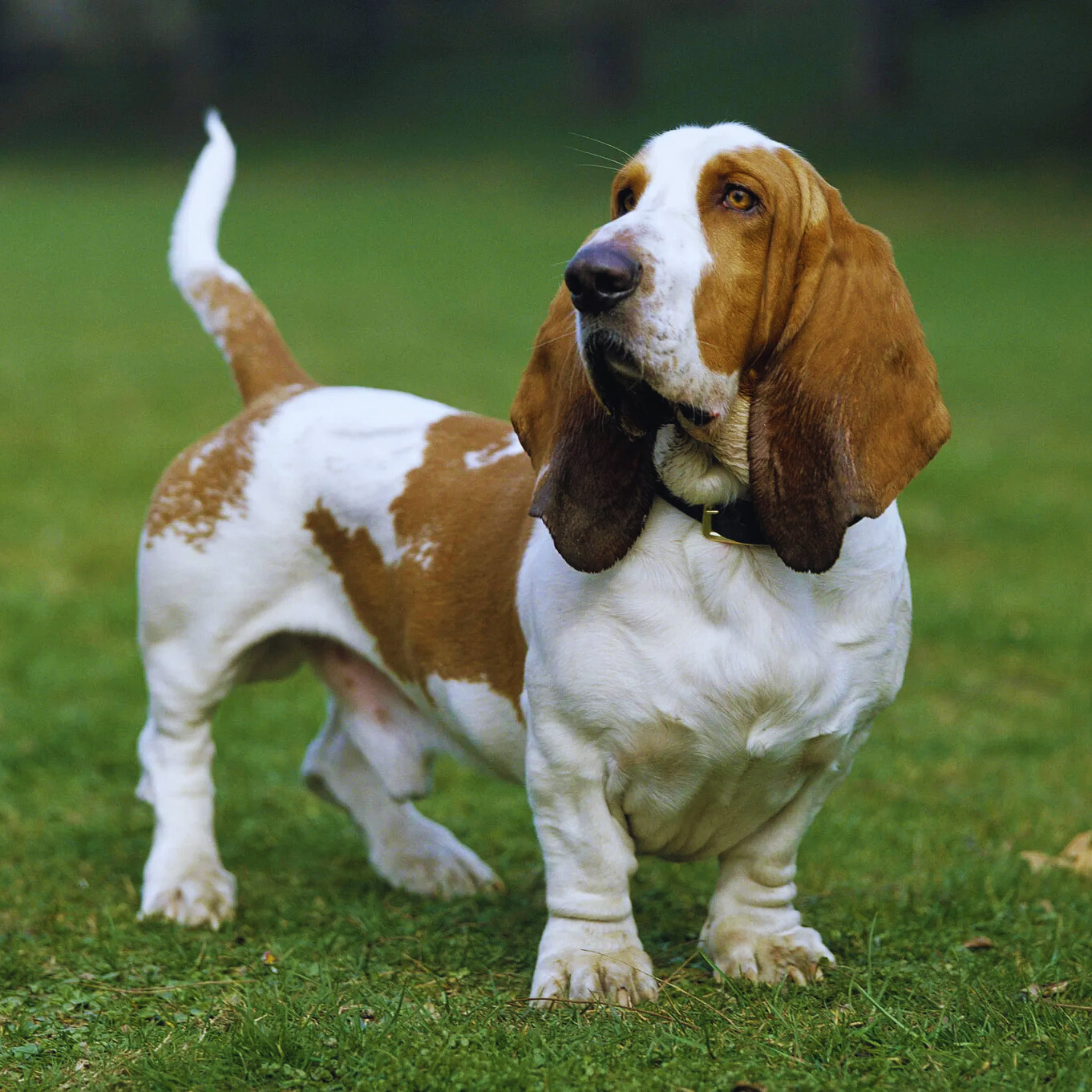 Basset Hound