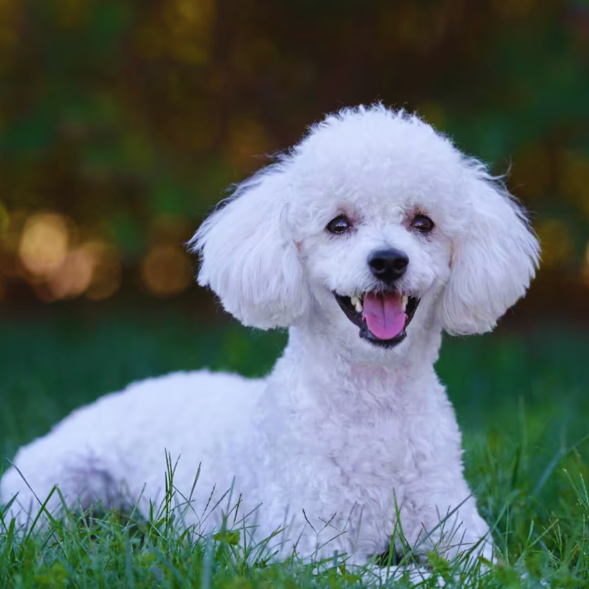 Caniche