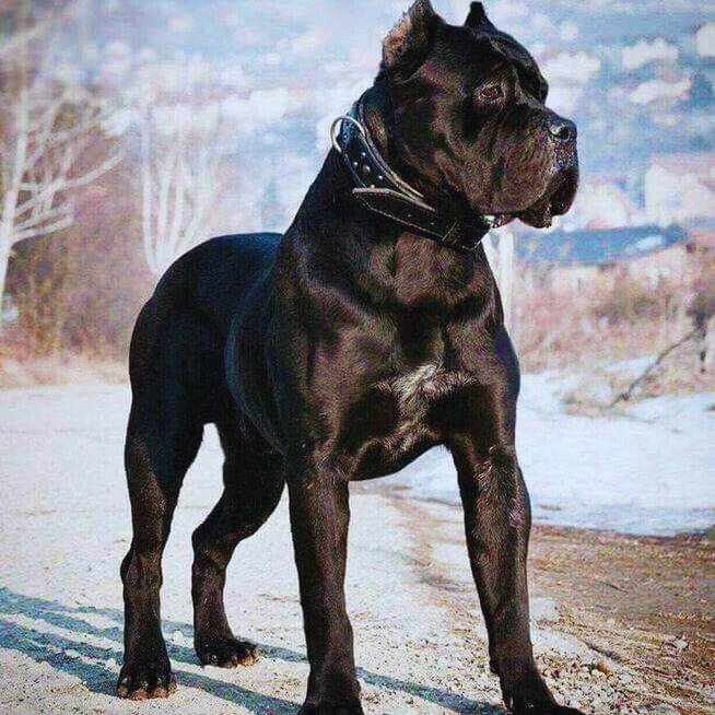 Cane Corso