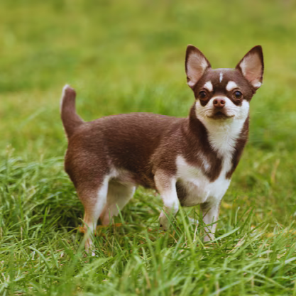 Chihuahua