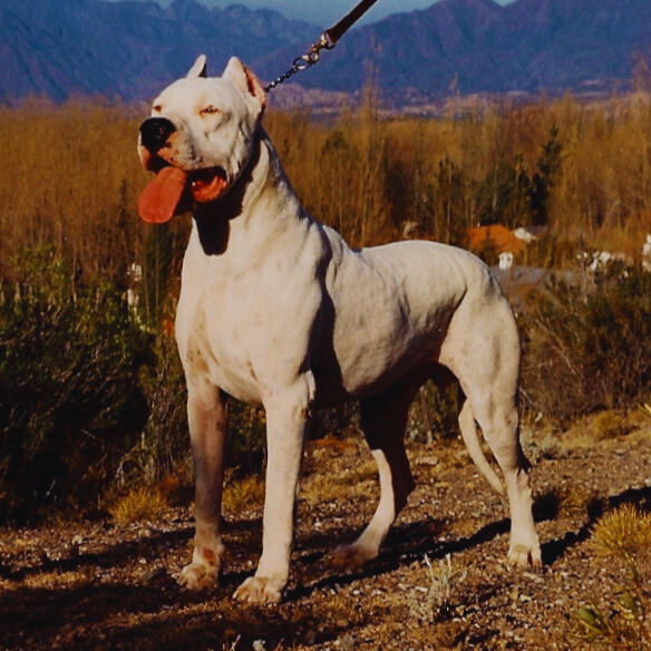 Dogo Argentino