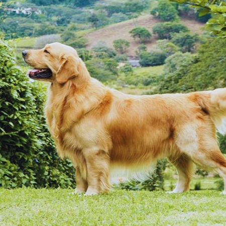 Golden Retriever