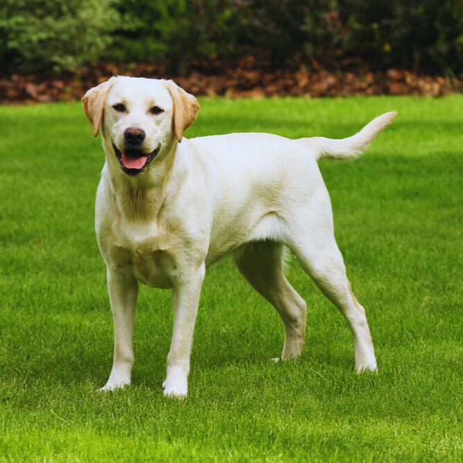 Perrito en adopcion: Lumi