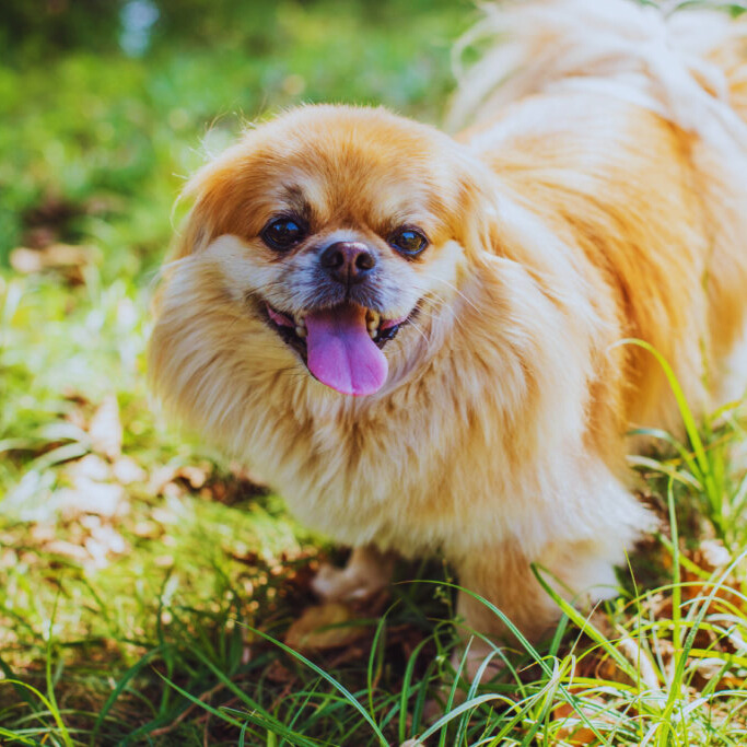 Pekinés