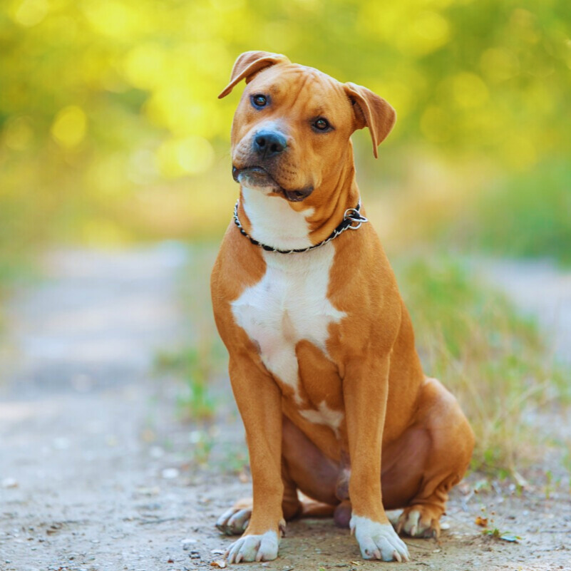 Pitbull