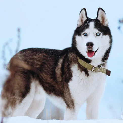 Husky Siberiano